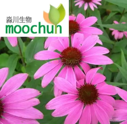 Echinacea Extrac Chicory Acid 2%4%