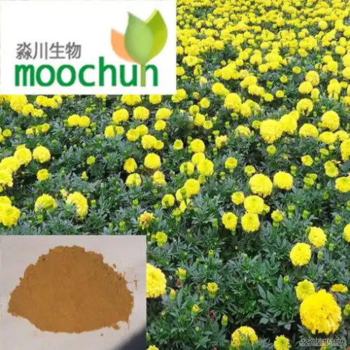 chrysanthemum bud extract