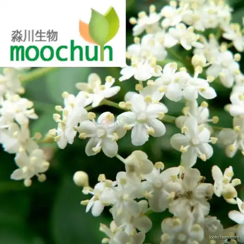 Elder Flower Extract 84603-58-7