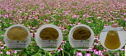 Echinacea Extract-Chicoric Acid 1% 2% 4%