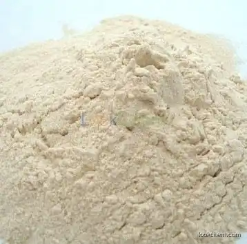 Vital Wheat Gluten CAS NO.93384-22-6