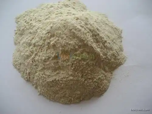 Vital Wheat Gluten CAS NO.93384-22-6