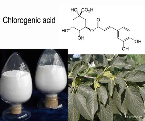 organic Green coffee beab extract chlorogenic acid