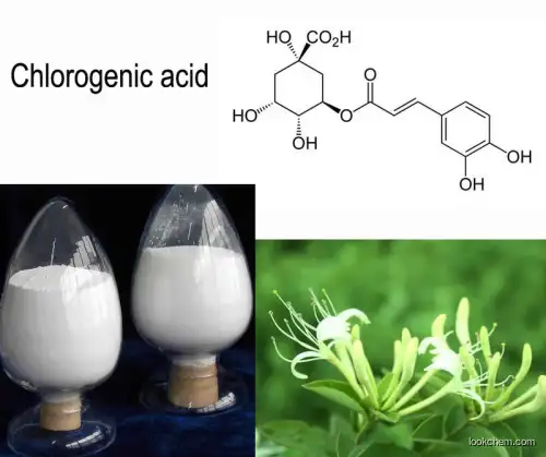 honeysuckle extract chlorogenic acid