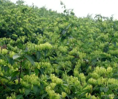 honeysuckle chlorogenic acid powder