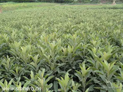 Loquat leaf ursolic acid powder