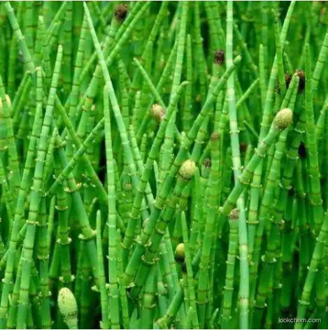 Horsetail Extract silicon