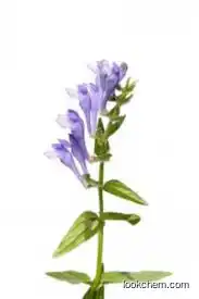Natural Scutellaria Extract In Stock Herbal Plant