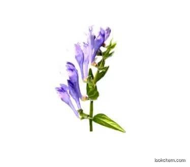 Natural Scutellaria Extract In Stock Herbal Plant