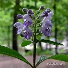 Scutellaria Extract 80% 85%