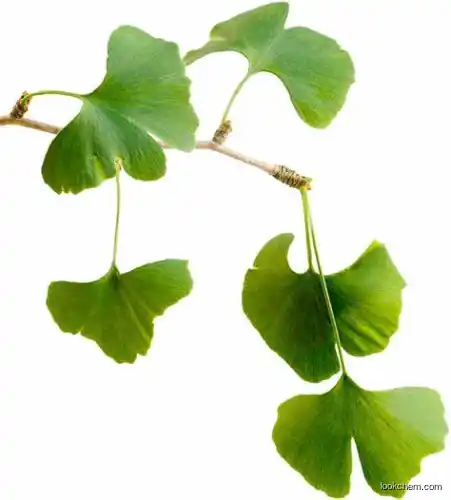 Nutriceutical Ginkgo Biloba Extract