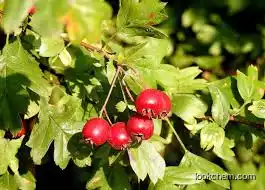 Hawthorn Extract Vitexin Total flavones5% 80% Pure Natural Fruit Extract Powder