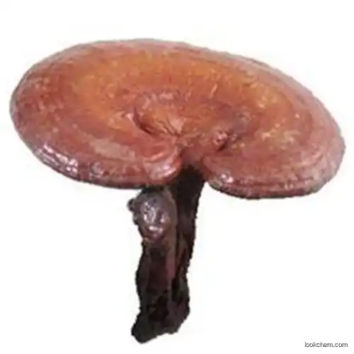 Reishi extract polysaccharides ganoderma herbal extract high quality best price