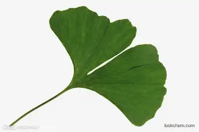 Organic Ginkgo Biloba Leaf Extract Natural Herbal