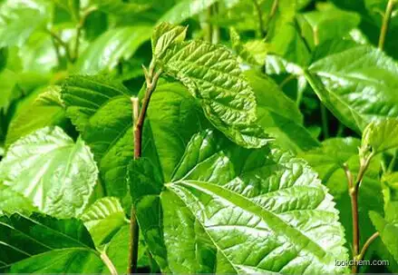 High Purity Mulberry Leaf Extract 1-DNJ1%,2% ,5%,10% CAS No.73285-50-4