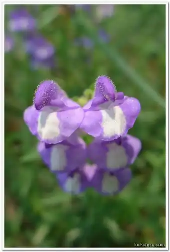 Scutellaria Extract Baicalin Pharmaceutical