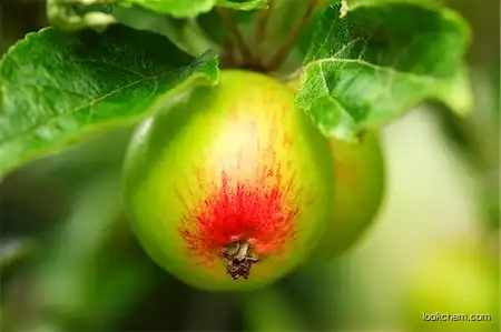 Apple Extract Natural Health Manufacture
