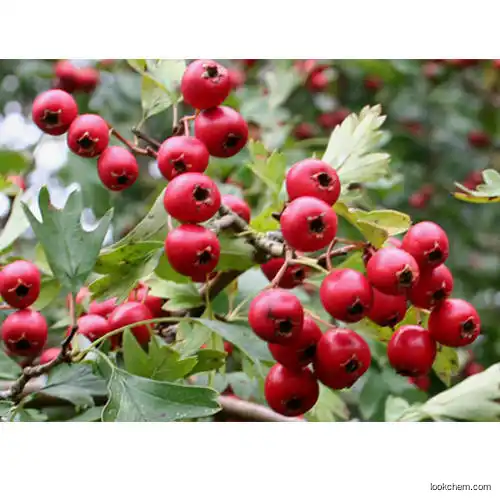 Hawthron Extract Vitexin 5-98% CAS No.3681-93-4