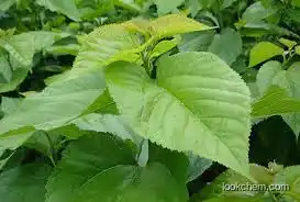 Mulberry Leaf Extract 1-DNJ1%,2% ,5%,10% CAS No.73285-50-4