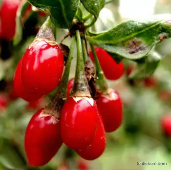 Wolfberry/Goji Herbal Extract