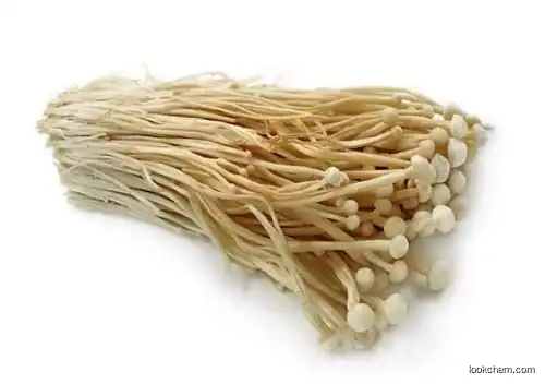 Enokitake Mushroom Extract