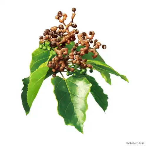 Natural Hovenia Dulcis Extract