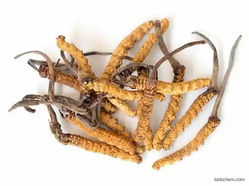 Cordyceps Extract CAS NO.37339-90-5