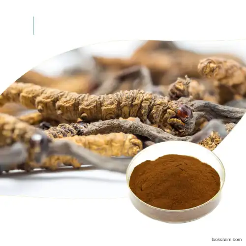 Cordyceps Extract CAS NO.37339-90-5