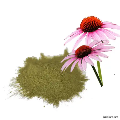 Pure natural Echinacea purpurea extract Chicoric Acid