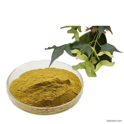 Brain Health Acer truncatum extract nervonic acid Acer Truncatum seed extract