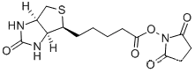 (+)-Biotin N-hydroxysuccinimide ester 35013-72-0CAS NO.: 35013-72-0