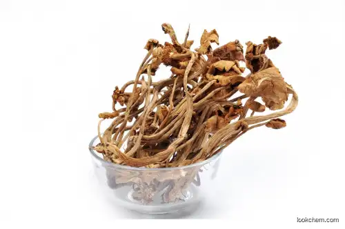 Agrocybe Chaxingu Extract,Tea tree mushroom extract,Agrocybe Cylindracea extract