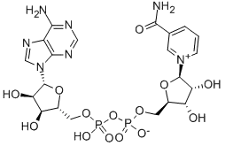 Nicotinamide adenine dinucleotide