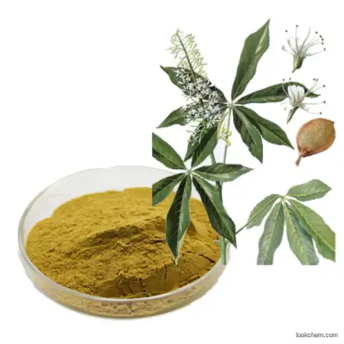Horse chestnut extract,Aescin powder,Horse chestnut seed extract