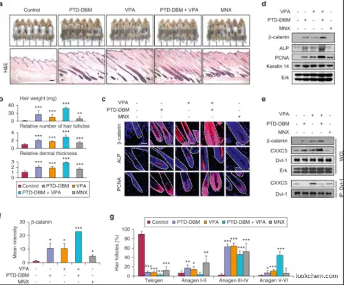 PTD DBM  Peptide Intermedients For  Hair Follicle Growth