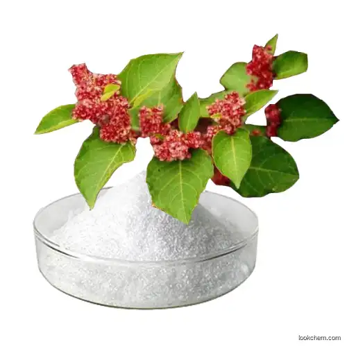 Skin whiten Giant Knotweed extract Resveratrol 98% Polygonum Cuspidatum extract