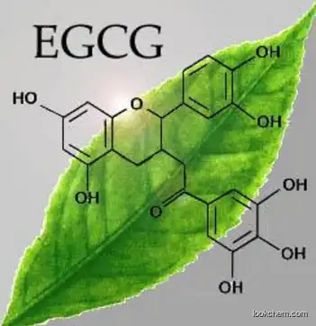 Green Tea Extract 98% Palmitate Bluebonnet Leaf Supplement Epigallocatechin Egcg