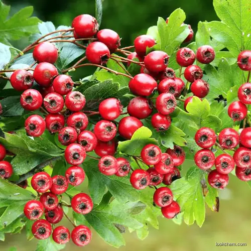 100% natural Hawthorn Extract Vitexin Total flavones80% Pure Natural Fruit Extract Powder