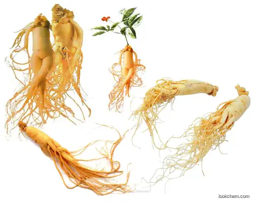 Natural Ginseng ginsenoside (70%)High Quality and good price