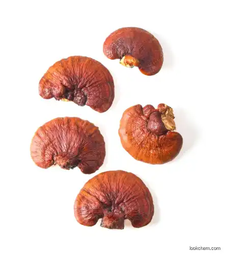 Reishi mushroom extract (20%) natural plant herbal extract high quality
