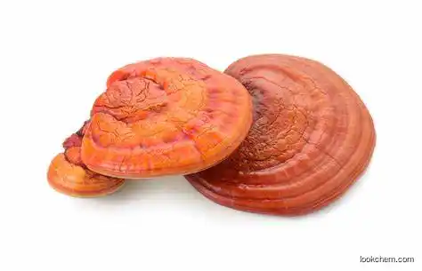 Reishi mushroom extract (20%) natural plant herbal extract high quality