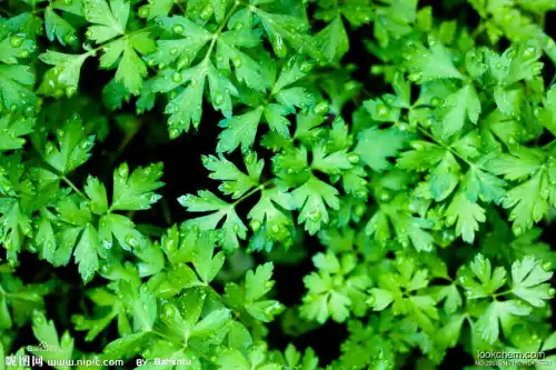100% natural fruit powder parsley powder