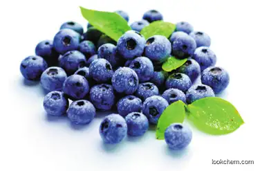 Europe Factory price  Stock Wholesale Blueberry Extract powder