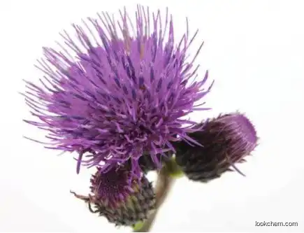 Low Price Milk Thistle Seed Extract Water Soluble 30% Silymarin Powder UV