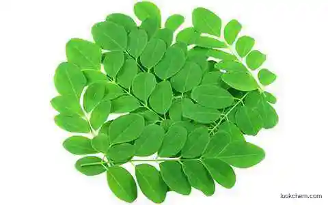 Moringa powder vegetabe high quality and purity