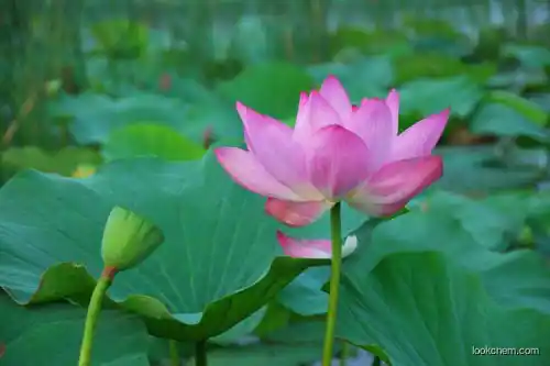 Pink lotus leaves extract/nelumbo nucifera extract nuciferine powder good for health