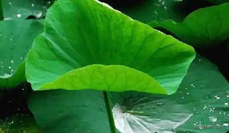 Pink lotus leaves extract/nelumbo nucifera extract nuciferine powder good for health