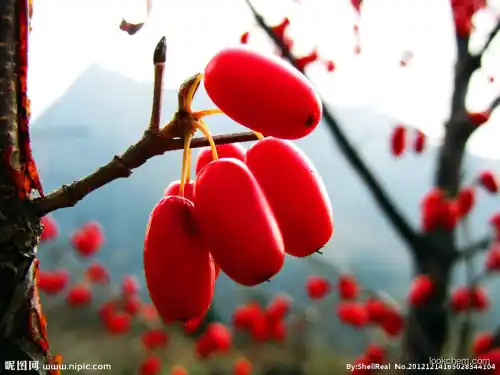 Cornus Extract  functional friut food beverage