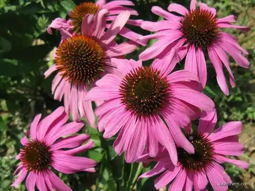 High Quality echinacea purpurea root extract 10:1