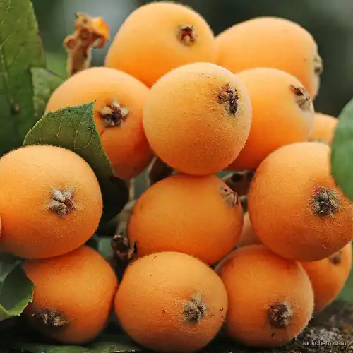 Loquat fruit extract contains 25 % ~ 98 % ursolic acid